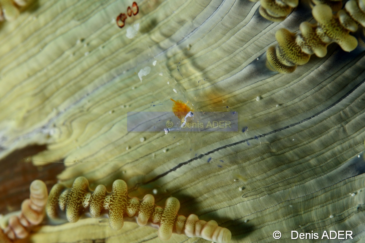 Periclimenes brevicarpalis Heteractis aurora-Liwutonkidi Jetty beach-20m-20180604-Denis-ADER-DSC_4198_tn.jpg